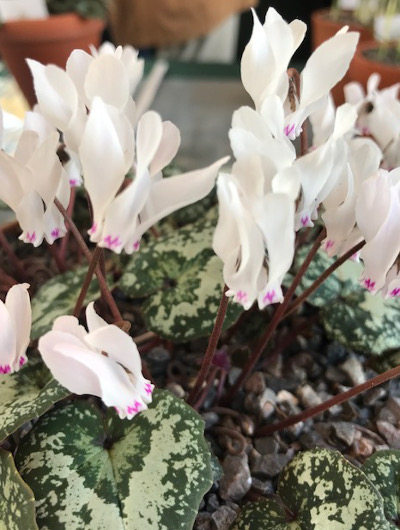 Cyclamen cyprium 
